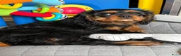 Cavalier King Charles Spaniel dogs for sale: Fully vaccinated KC Reg Black & Tan Girl  - Advert 3