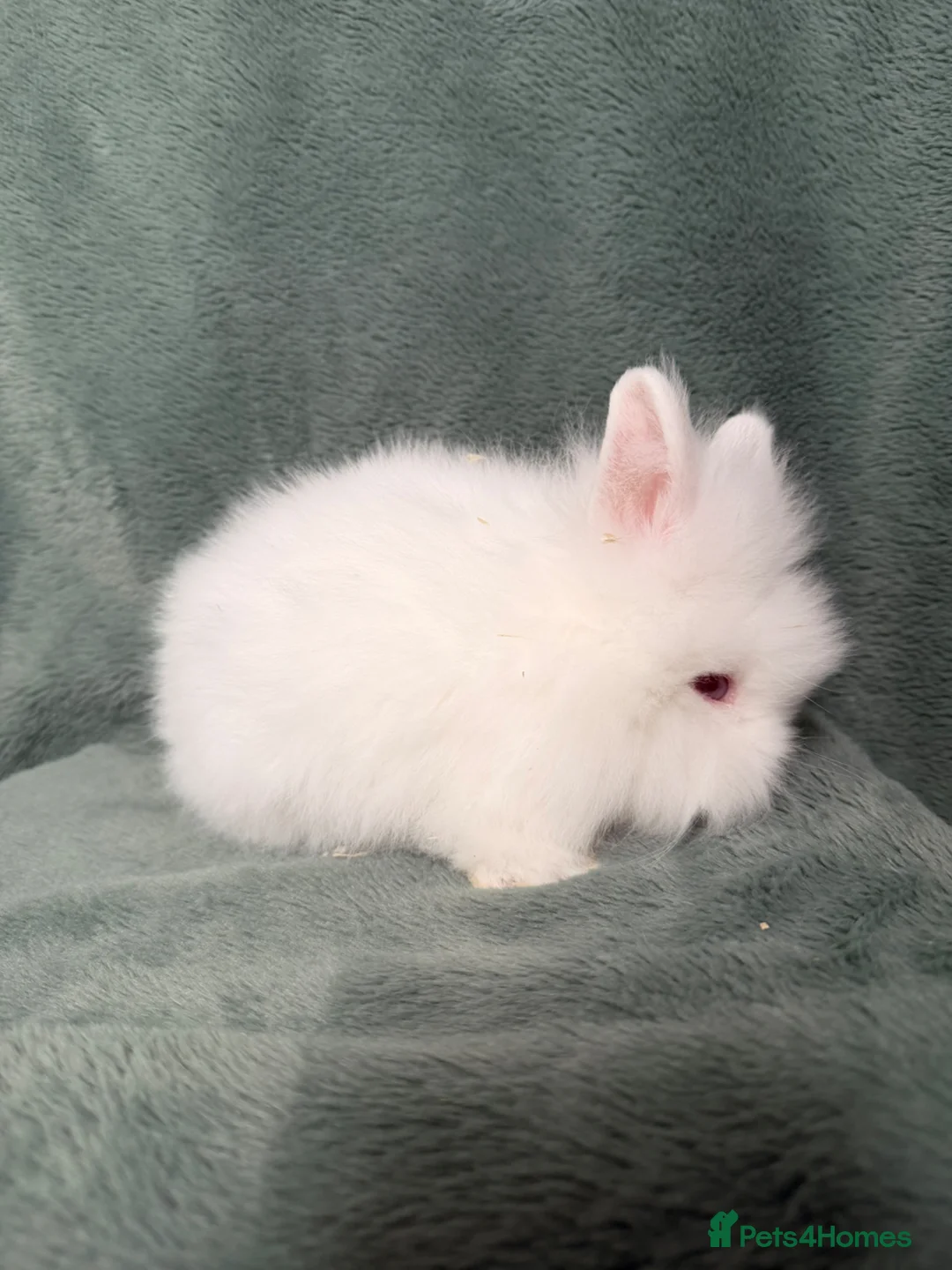Lionhead rabbits for sale: Adorable Lionhead Baby Bunnies Ready Now 🐰 in Dudley - Advert 7