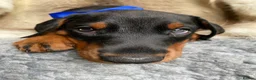 Dobermann dogs for sale: *KC REGISTERED* HEALTH TESTED DOBERMAN PUPPIES - Advert 31