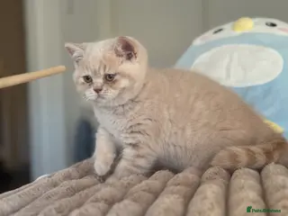 British Shorthair cats TICA CH Parents beautiful cream kitten male . - Advert 5