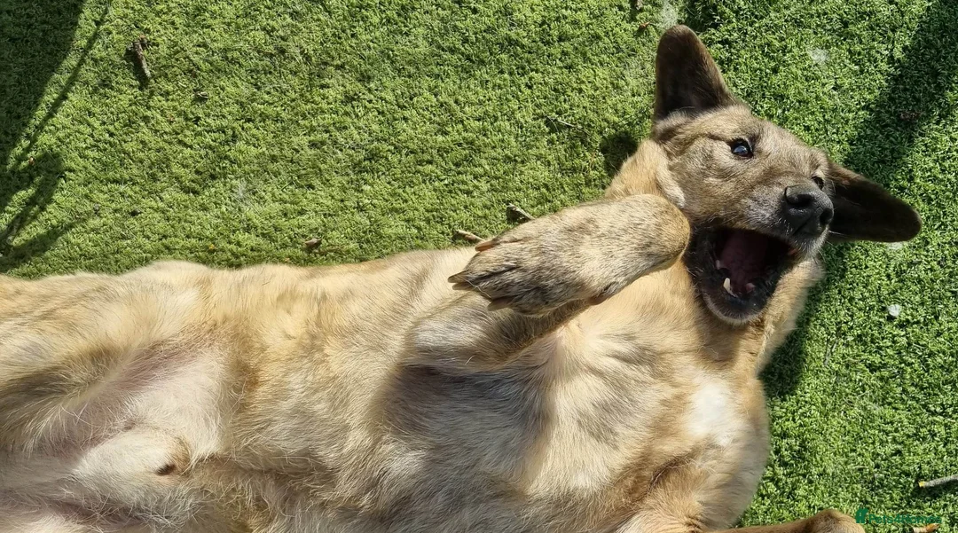 Mixed Breed dogs for adoption: Mischu - looking for a family in Ayr - Advert 7