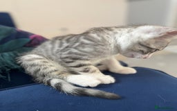 Bengal cats for sale: Bengal kittens  - Image 13