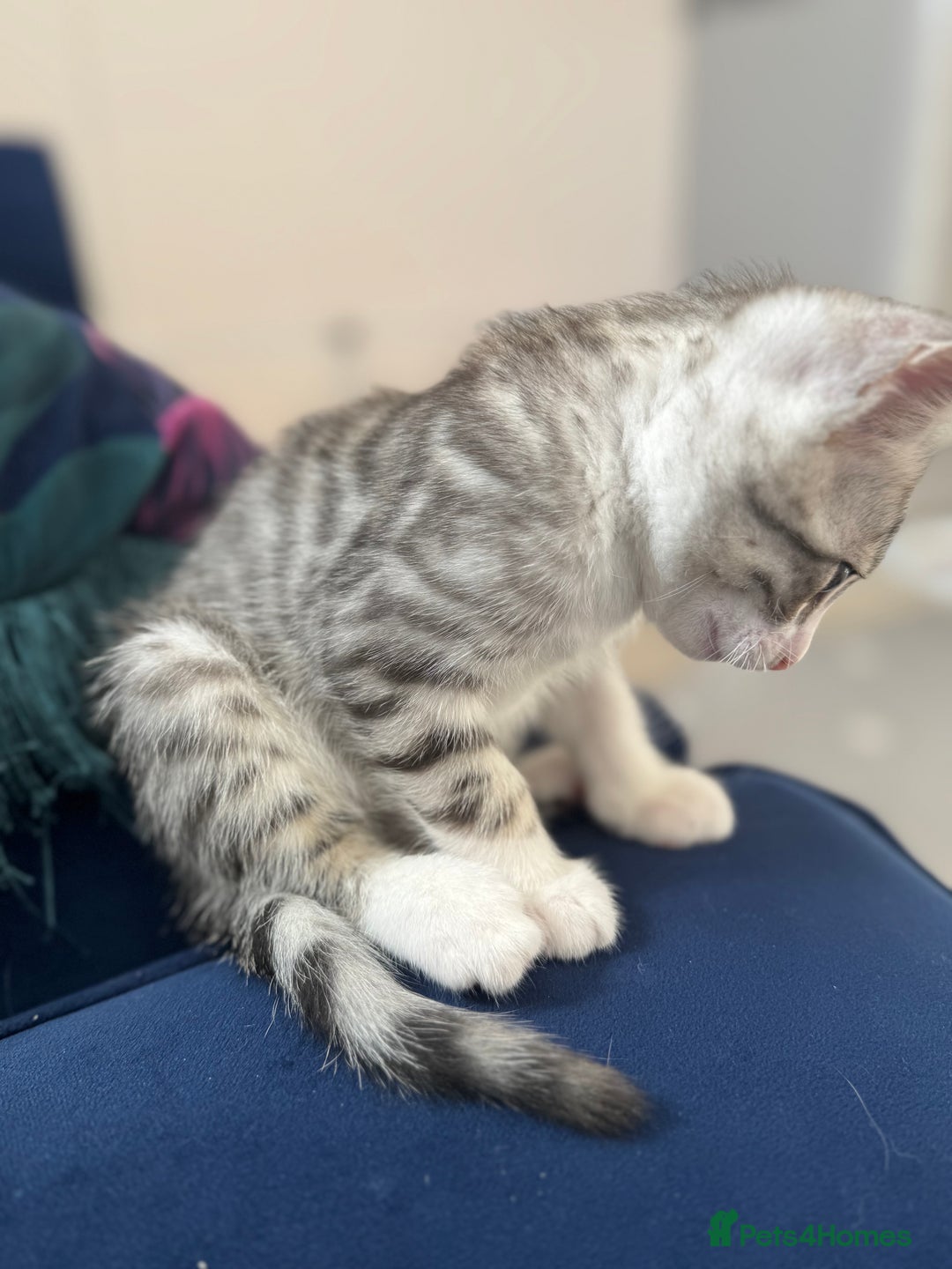 Bengal cats for sale: Bengal kittens  - Image 13
