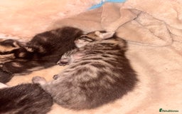 Bengal cats for sale: 5 bengal kittens  - Image 1