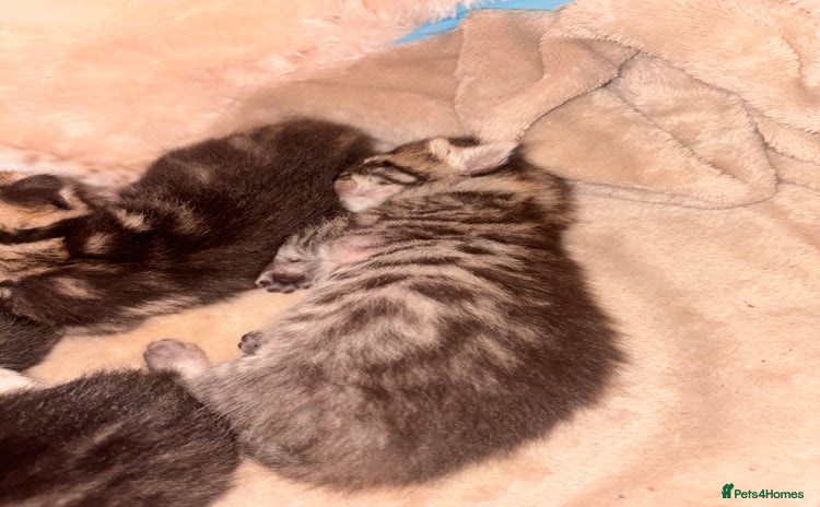 Bengal cats - Advert 2