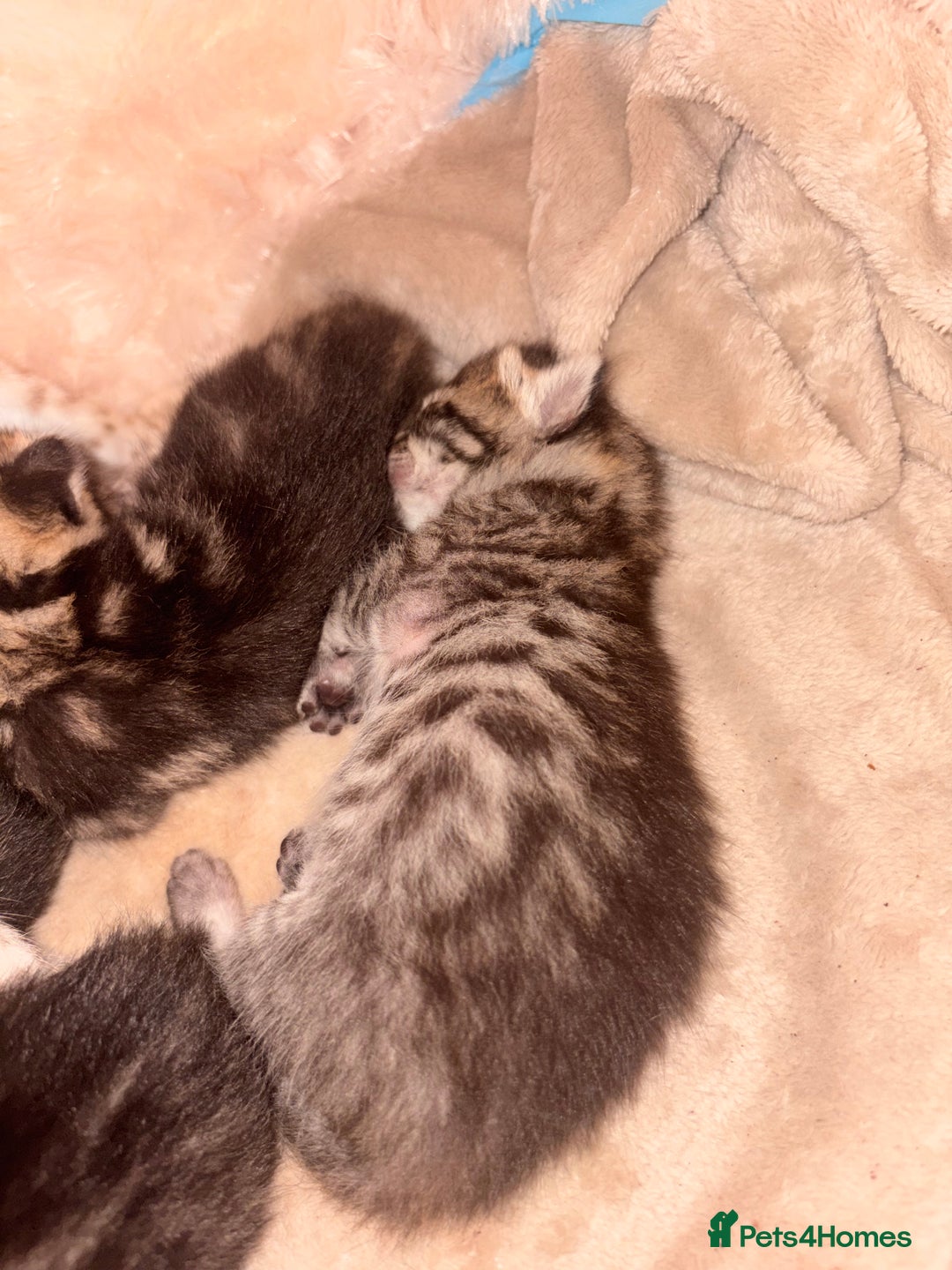 Bengal cats for sale: 5 bengal kittens  - Image 1