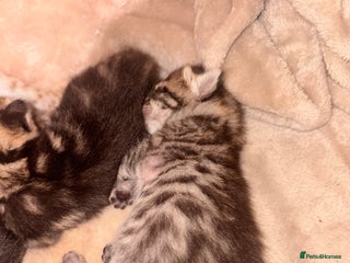 Bengal cats - Advert 1