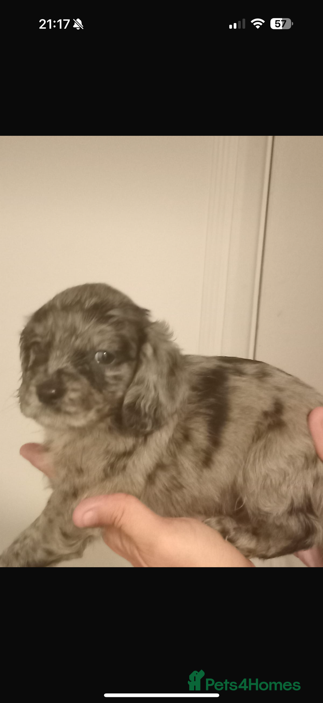 Cocker Spaniel dogs for sale: Working cocker spaniels  - Image 6