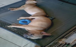 French Bulldog dogs for sale: Full vaccination only 2 available french bulldog in Hayes - Image 34