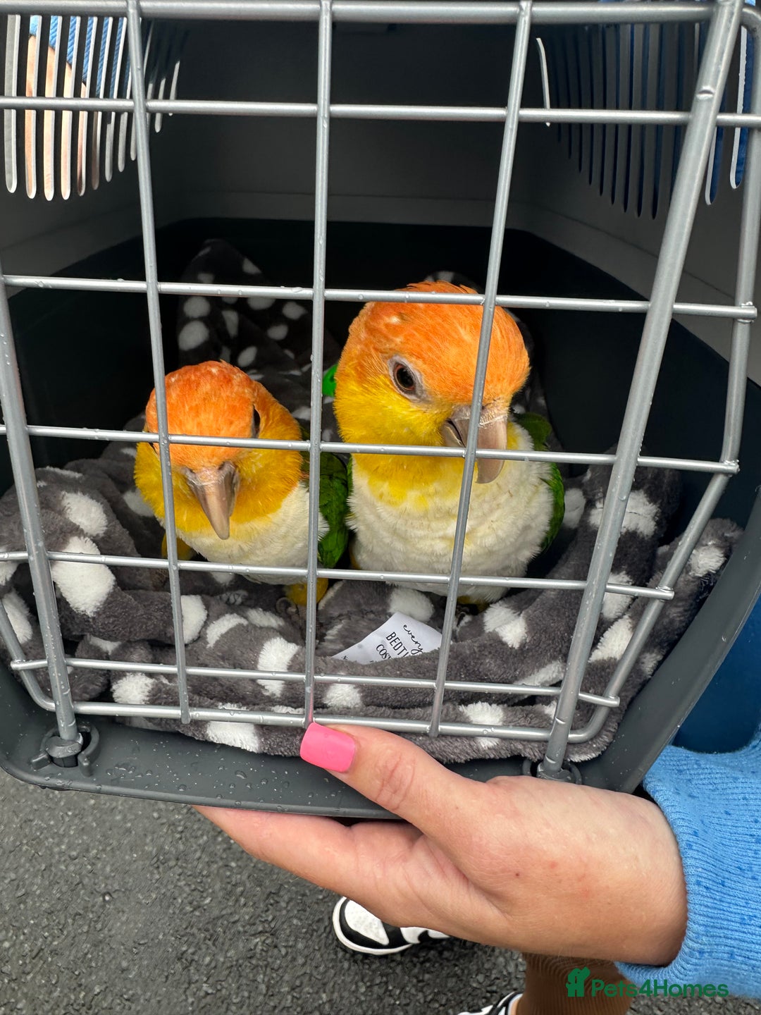 Parakeets birds for sale: Male and Female Caiques - Image 3