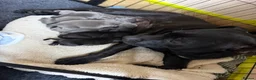 Staffordshire Bull Terrier dogs for sale: KC Registered Staffordshire Bull Terrier Puppies - Advert 10