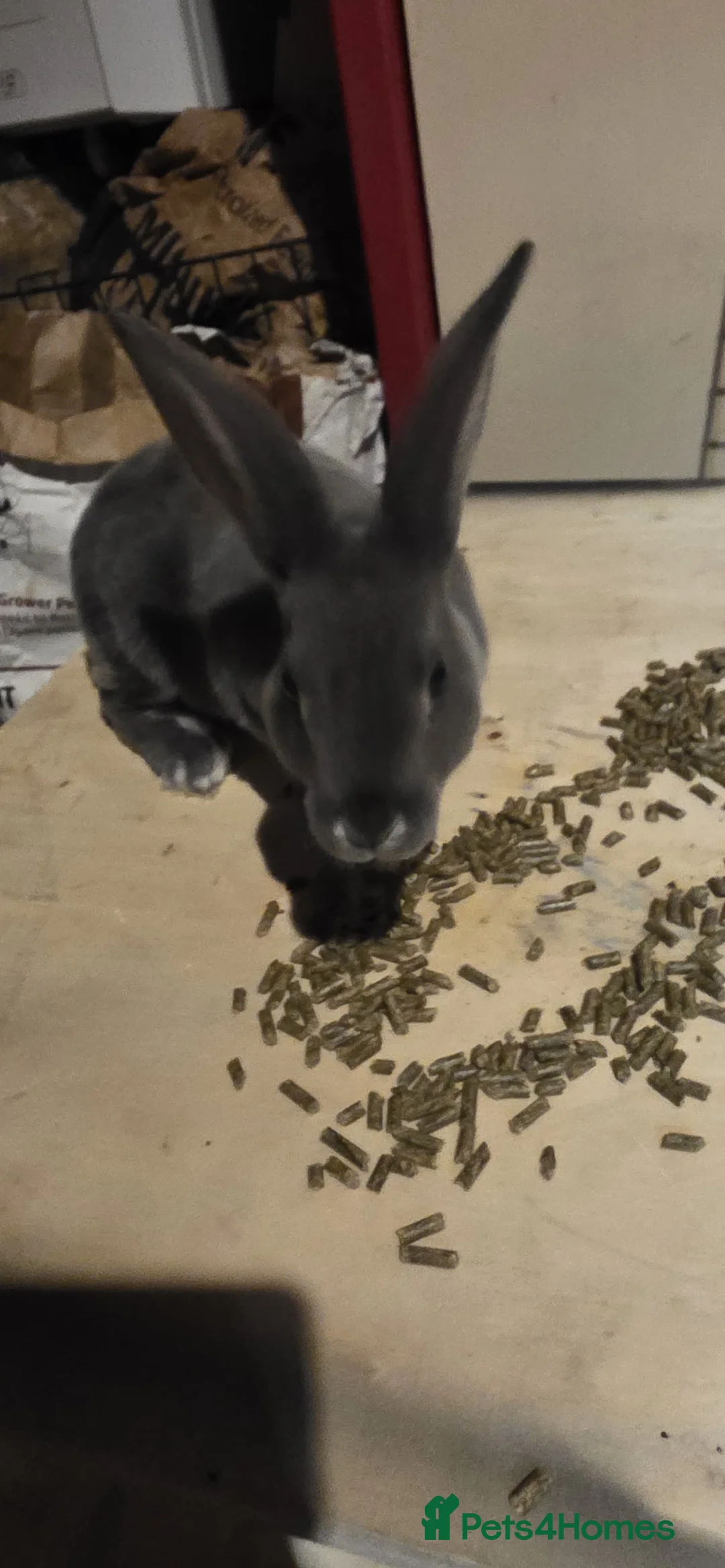 Rex rabbits for sale: Opal rex - Advert 2