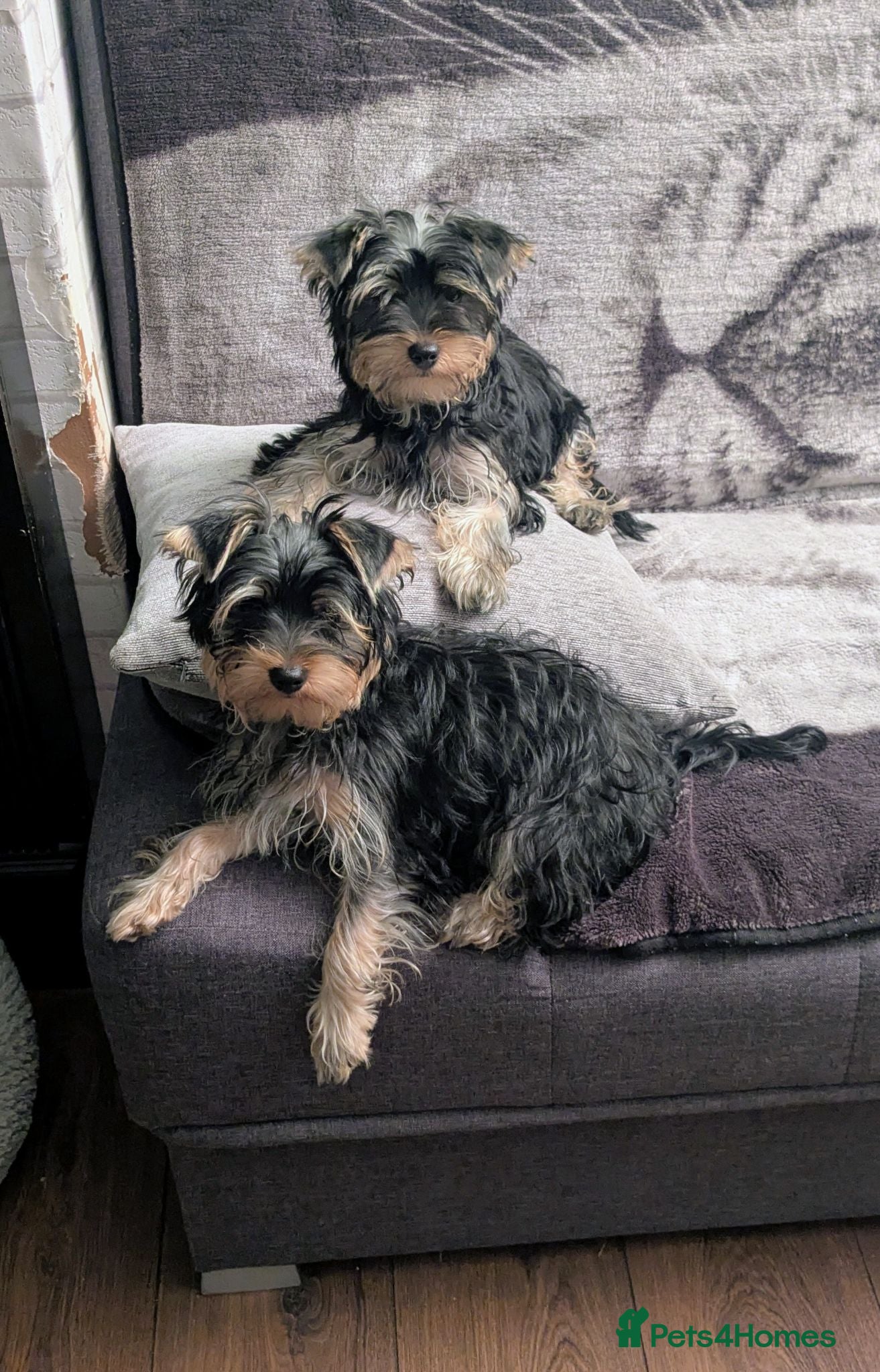 Yorkshire Terrier dogs 4 puppies for sale! - Advert 4