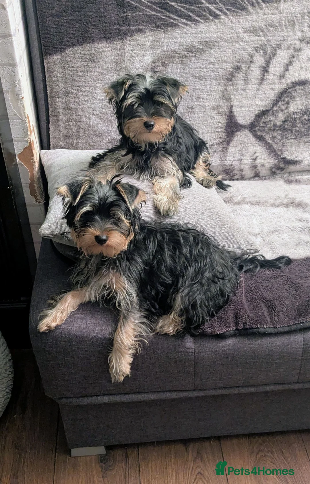 Yorkshire Terrier dogs for sale: 4 puppies for sale! - Advert 1