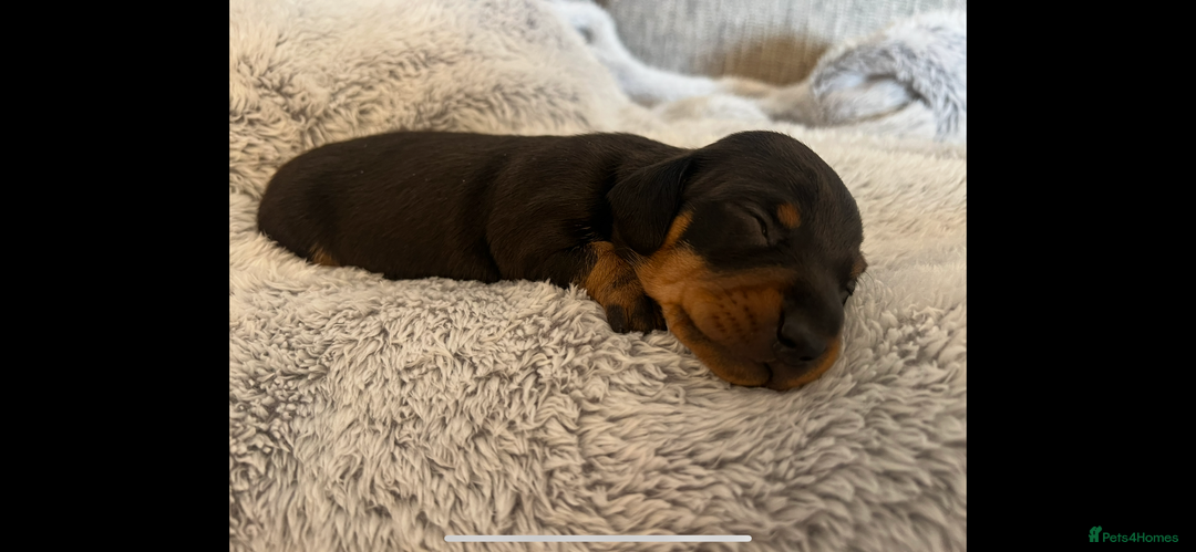 Miniature Dachshund dogs for sale: Beautiful KC registered miniature dachshund  - Image 4