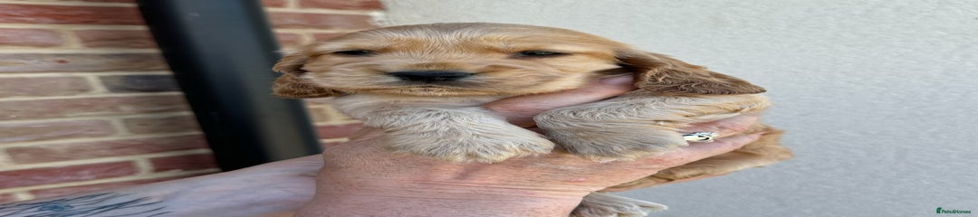 Golden boy Puppy 1