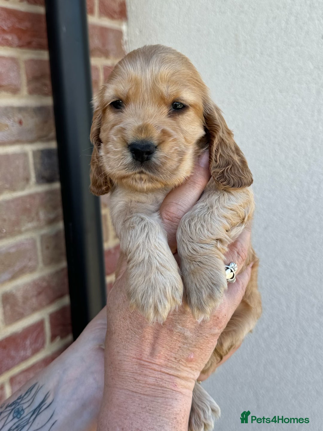 Cocker Spaniel dogs for sale: KC reg show cocker spaniel puppies in Wisbech - Image 9