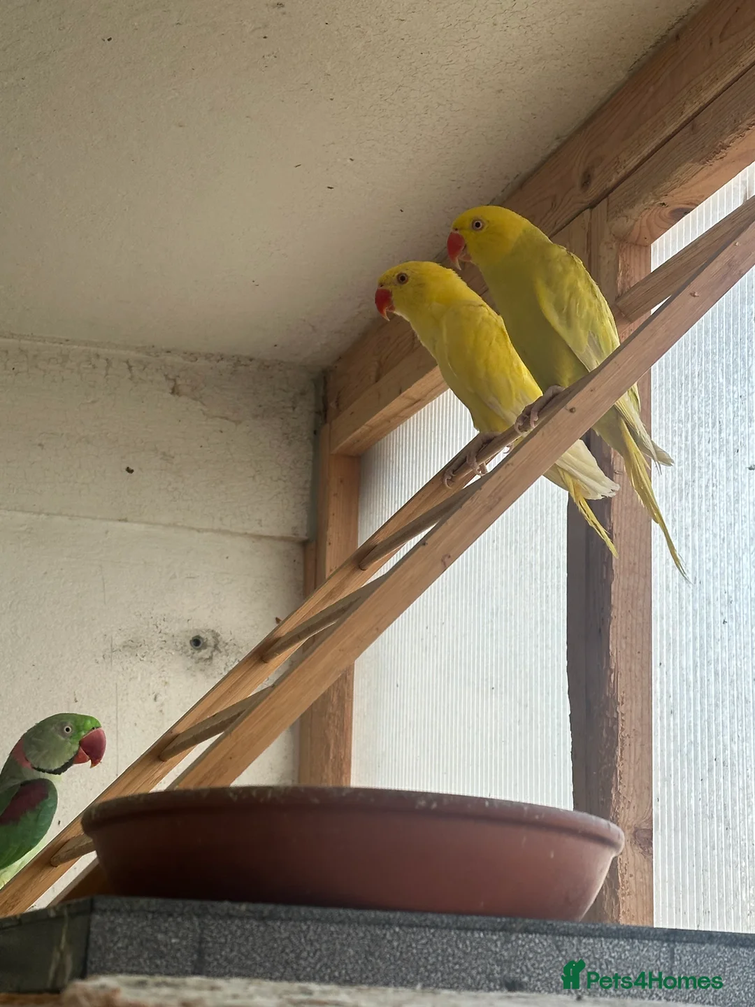Ringnecks birds for sale: Yellow Ringneck and pineapple conure - Advert 2