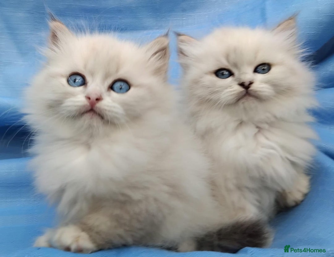 Siberian cats for sale: GCCF Registered Siberian kittens for sale  - Image 5
