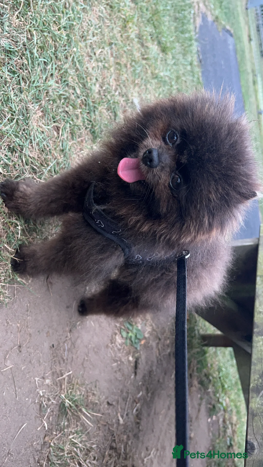 Pomeranian dogs for stud: 🧸🧸 **  PROVEN STUD BOY 🧸🧸 in Scunthorpe - Advert 3