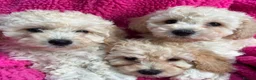 Poochon dogs for sale: 🌺3 POOCHON GIRLS in CHESHIRE🌺-Ready Fri  - Advert 10