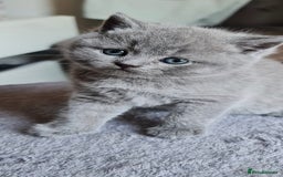 British Shorthair cats for sale: 🐾 British Shorthair Blue – 4 Female Kittens  - Image 4