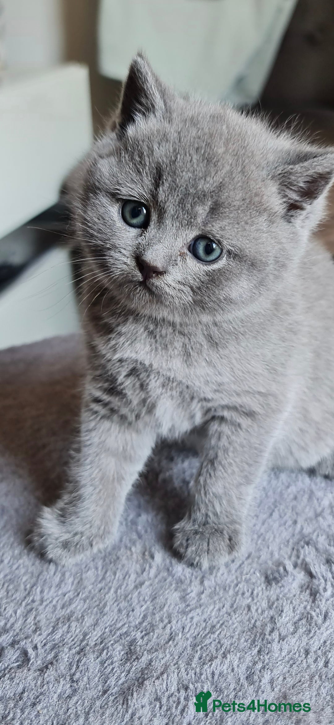 British Shorthair cats for sale: 🐾 British Shorthair Blue – 4 Female Kittens  - Image 4