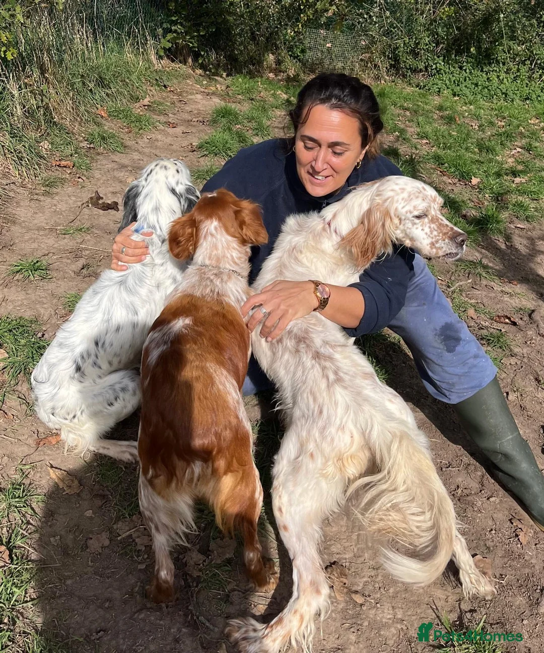 English Setter dogs for adoption: Lar   - Advert 8