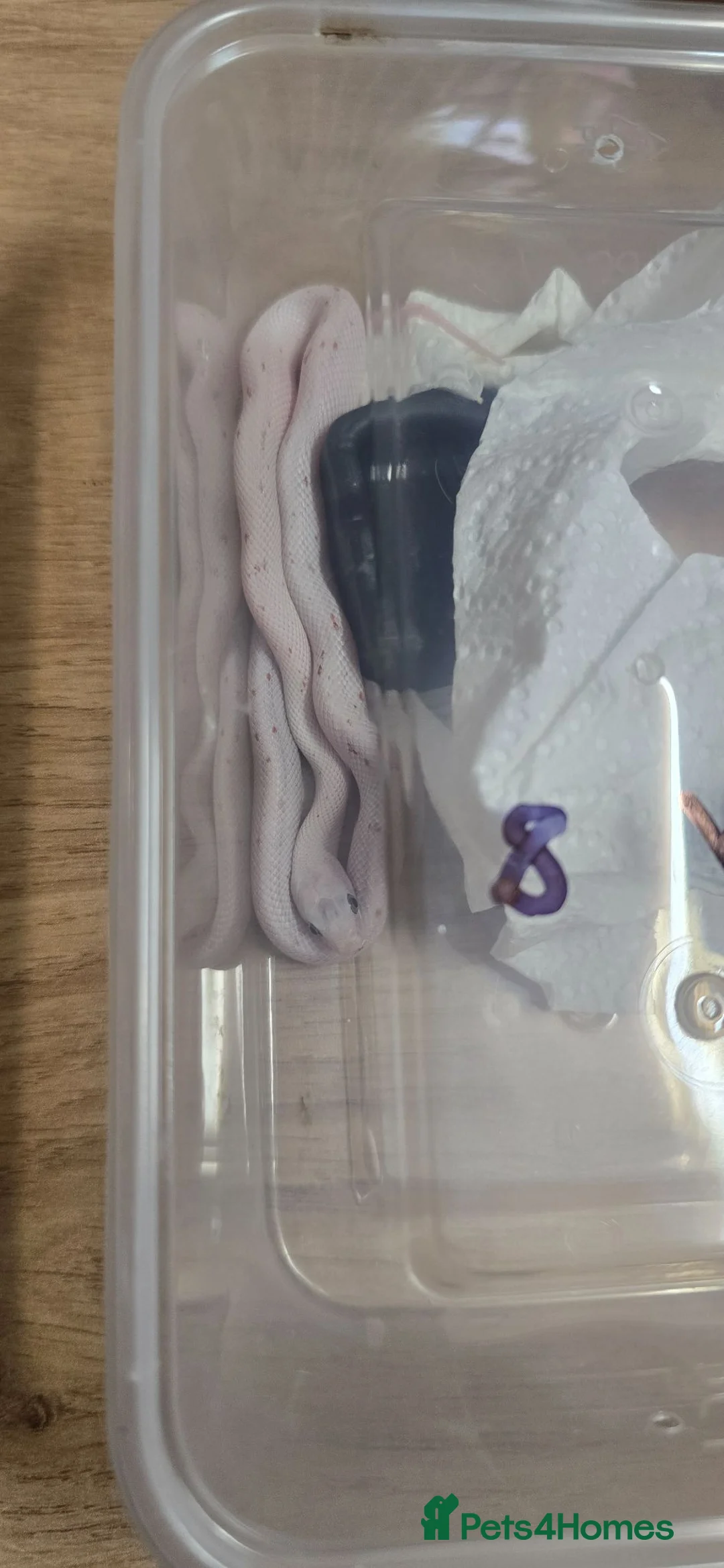 Corn Snake reptiles for sale: Hypo palmetto corn snakes  - Advert 2