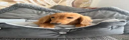 Miniature Dachshund dogs for sale: Ready now KC reg 5 month old boy  - Advert 9
