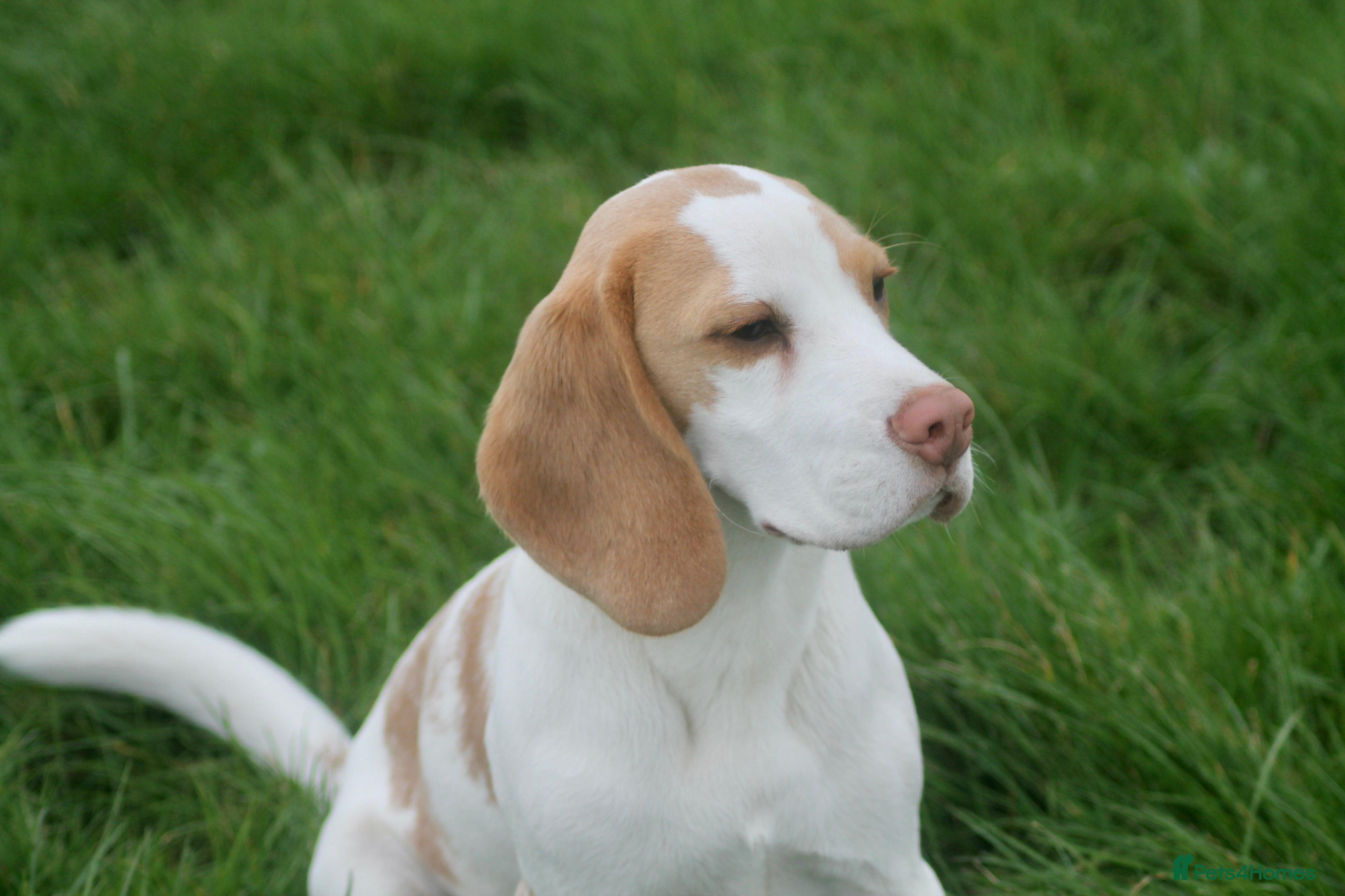 Beagle dogs 6 months old kennel club reg beagle boy - Advert 2