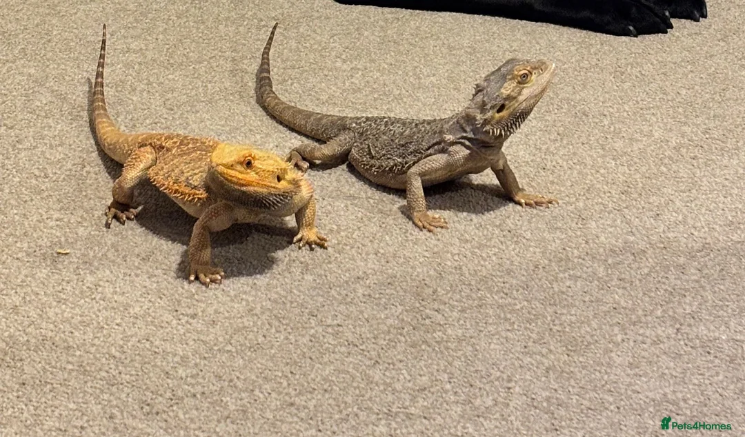 Bearded Dragon reptiles for sale: Baby bearded dragon in Salisbury - Advert 3