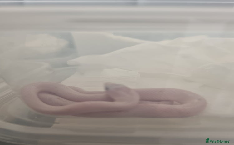 Corn Snake reptiles - Advert 12