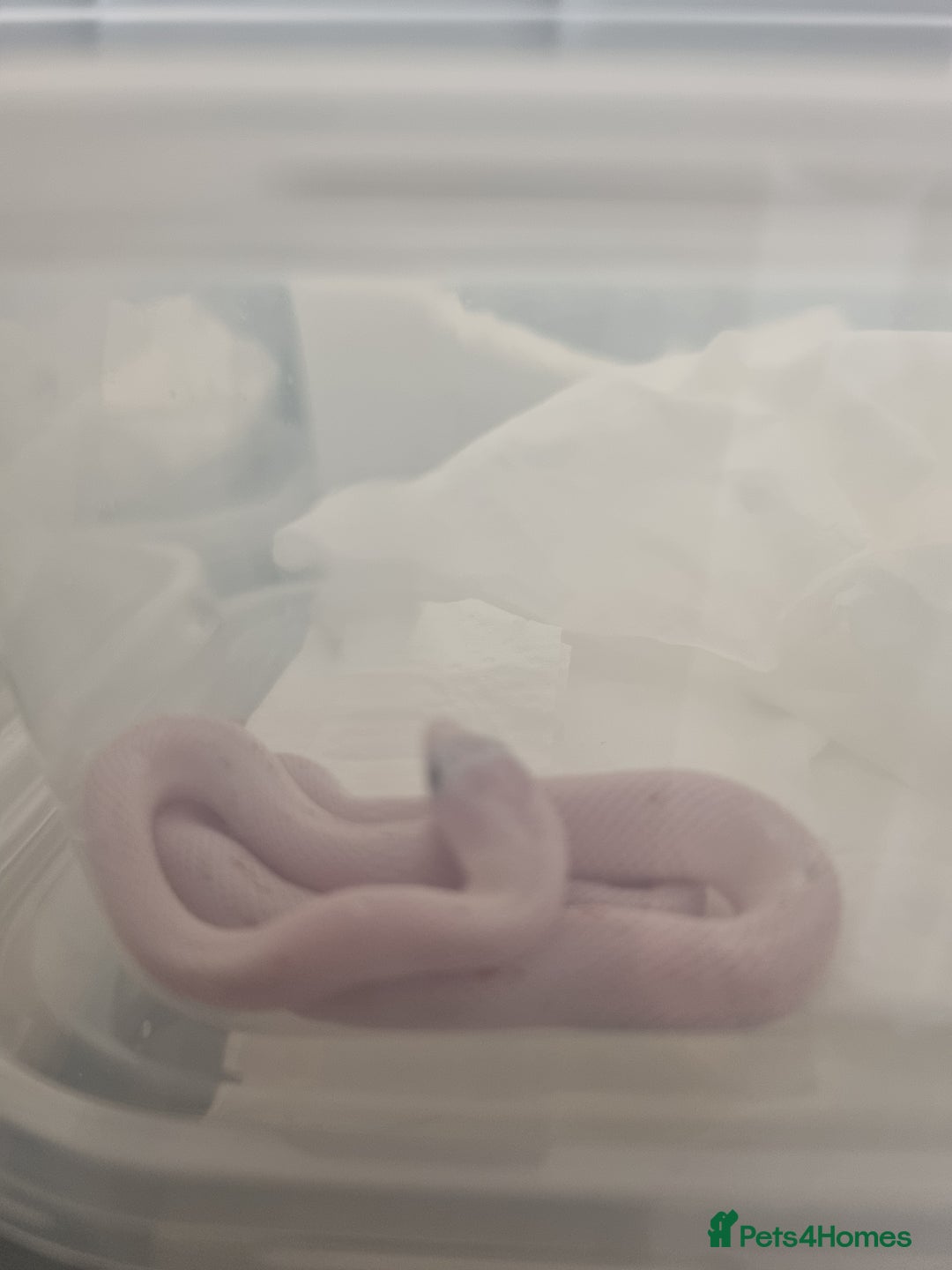 Corn Snake reptiles for sale: Hypo Cinder Palmetto babys - Image 1