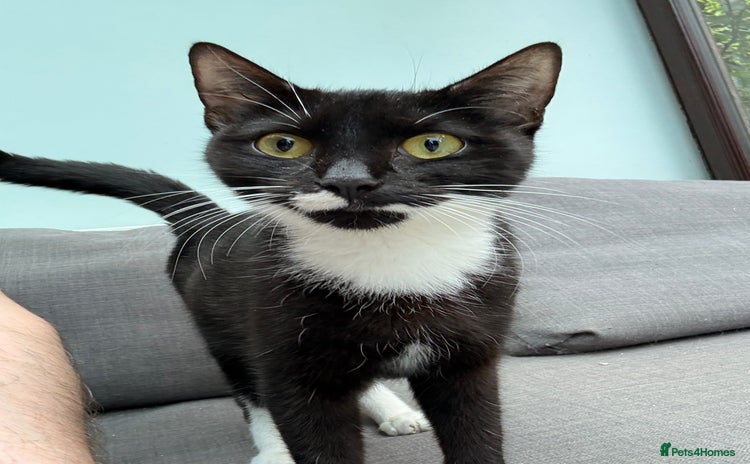 Domestic Shorthair cats - Advert 6