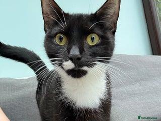 Domestic Shorthair cats - Advert 9