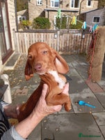 Miniature Dachshund dogs - Advert 7