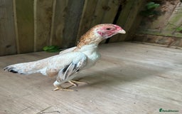 Chickens poultry for sale: Ko Shamo - Image 4