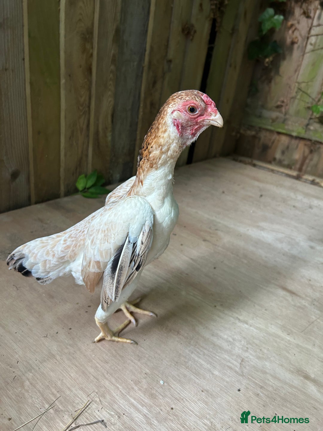 Chickens poultry for sale: Ko Shamo - Image 4