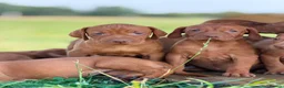 Hungarian Vizsla dogs for sale: Hungarian vizsla - Advert 6