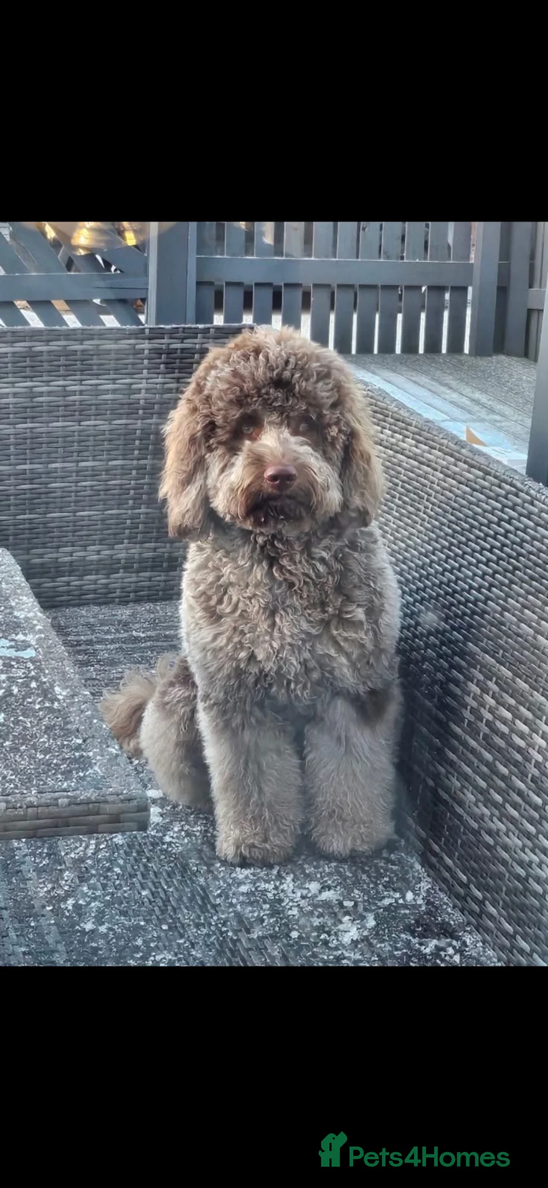 Cockapoo dogs for stud: Gary  in Sunderland - Advert 1