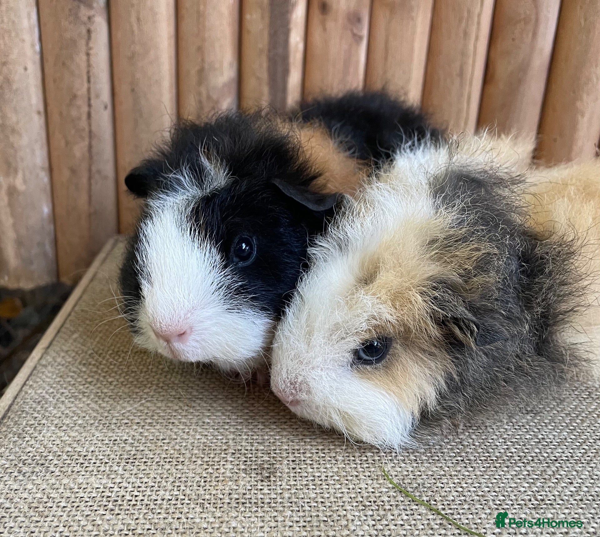 Guinea Pig rodents Baby boys  - Advert 13