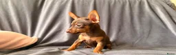 Russian Toy Terrier dogs for sale: Russian Toy Terrier - Advert 27