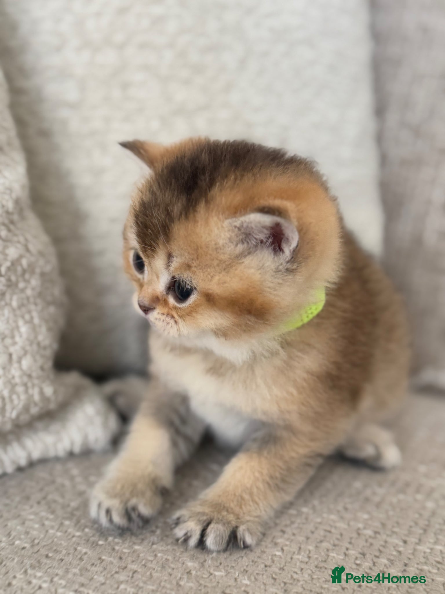 British Shorthair cats Golden shaded TICA British shorthairs - Advert 6