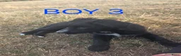 Border Collie dogs for sale: Beautiful border collies  in Abergele - Advert 14