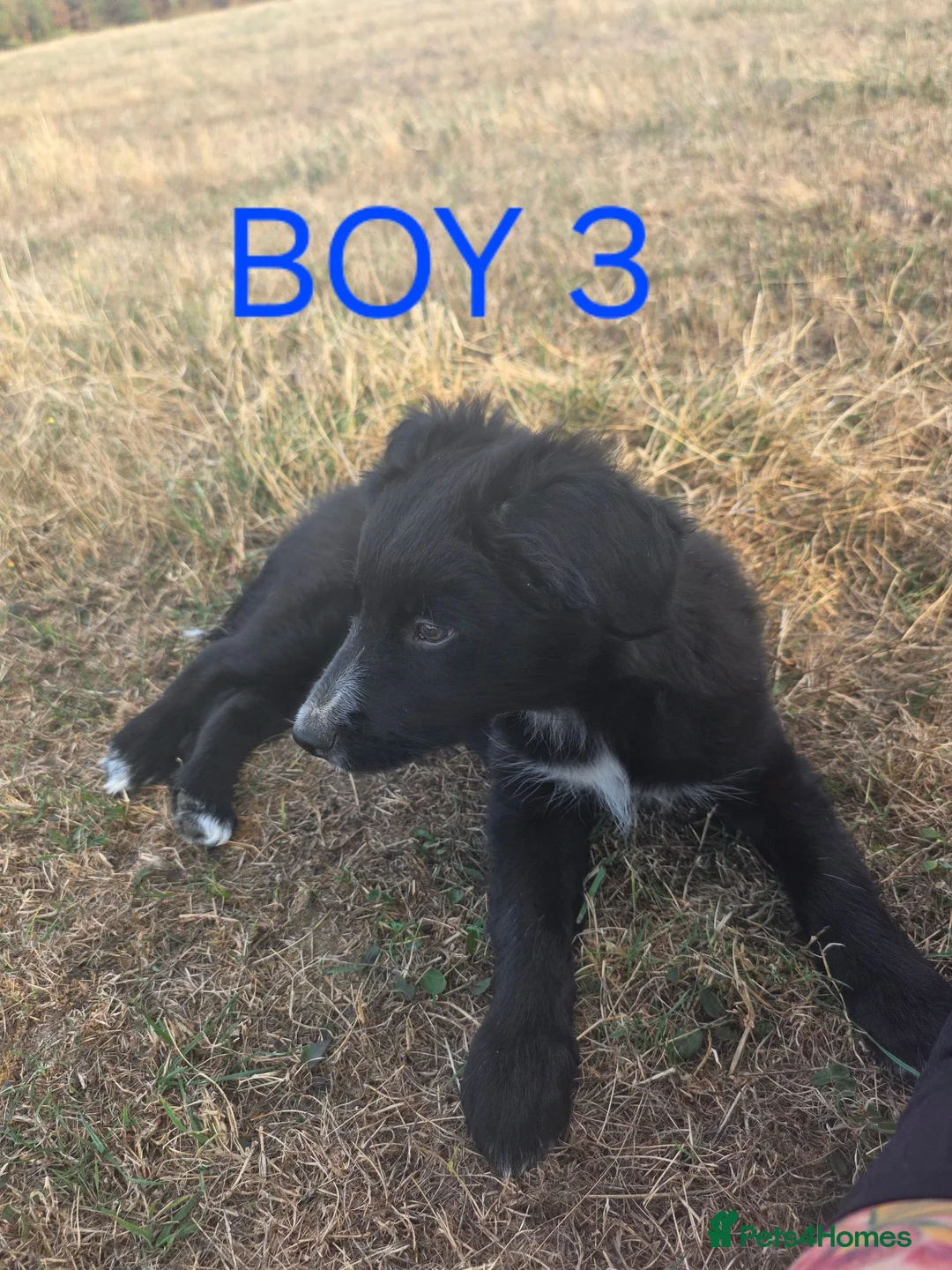 Border Collie dogs for sale: Beautiful border collies  in Abergele - Advert 14