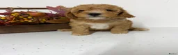 Cavapoo dogs for sale: Cavapoo F1B - Ready to be rehomed  - Advert 2
