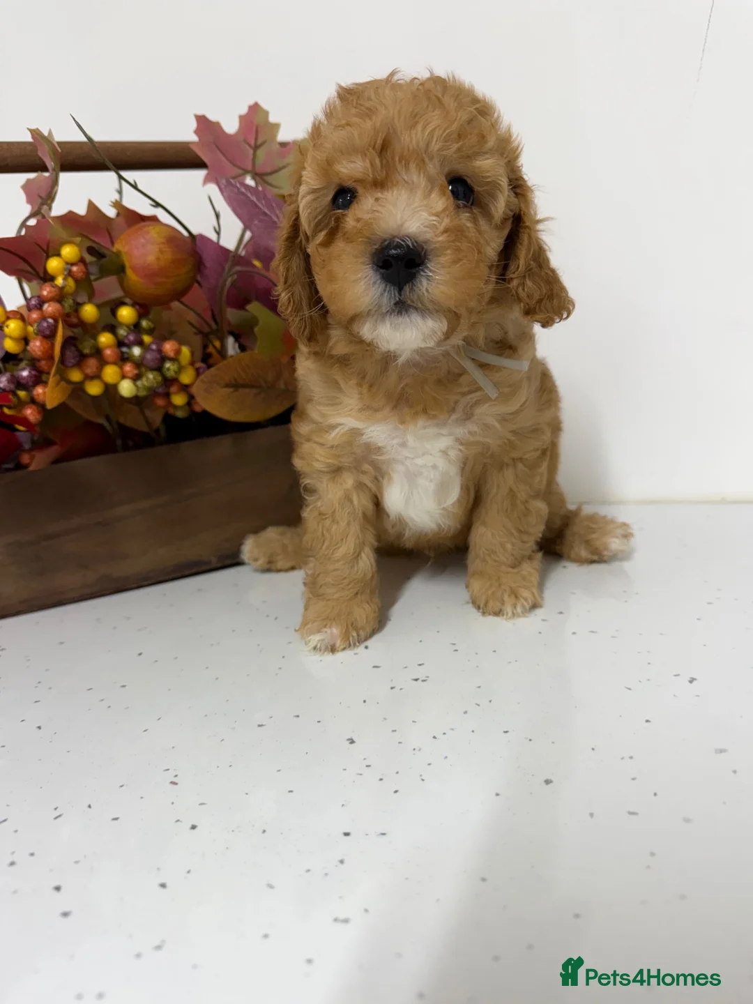Cavapoo dogs for sale: Cavapoo F1B - Ready to be rehomed  - Advert 2