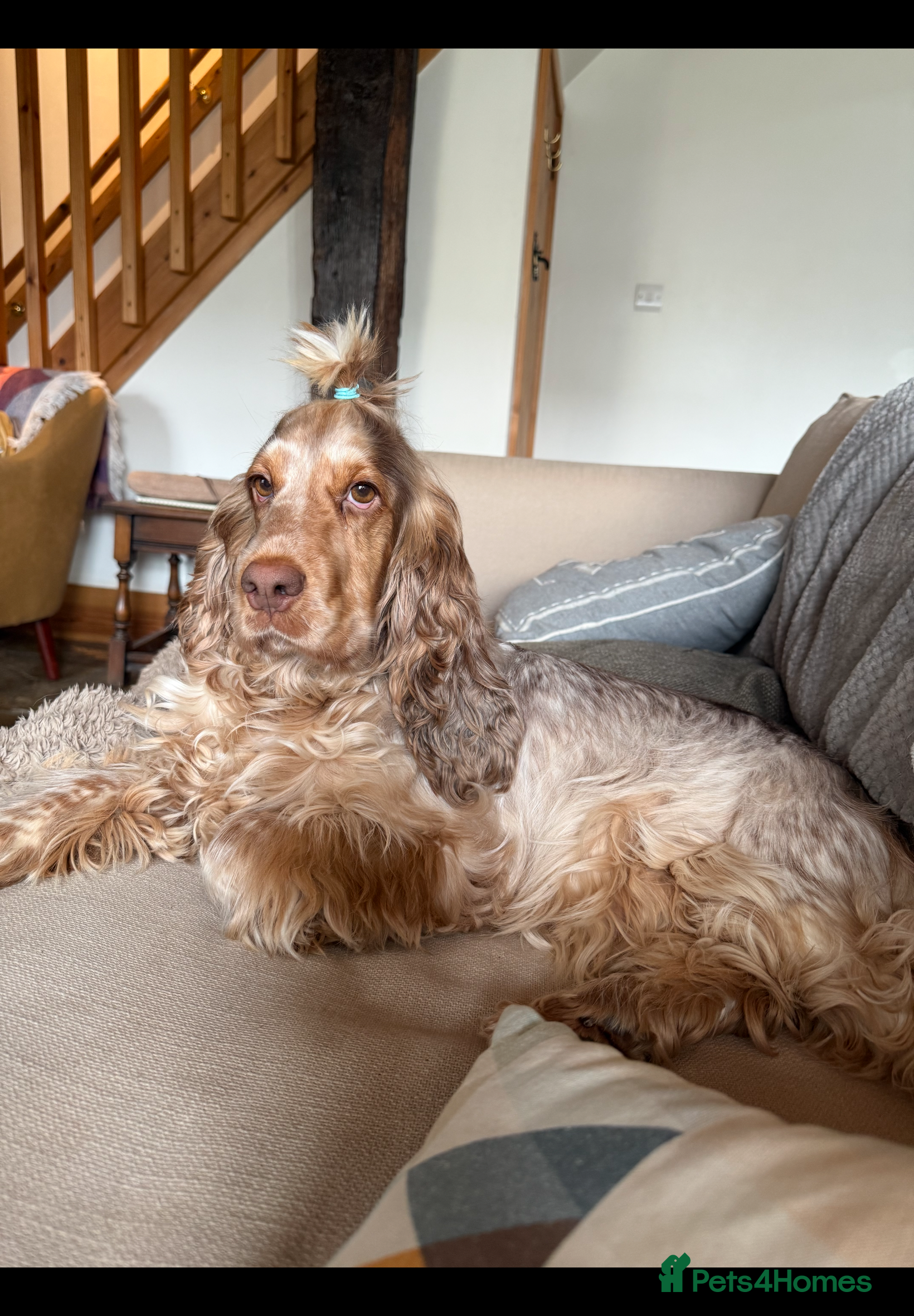 Dottie