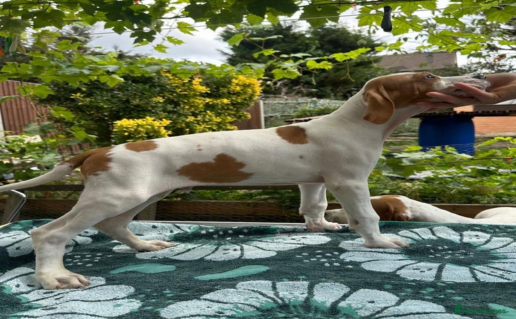 Pointer dogs - Advert 1